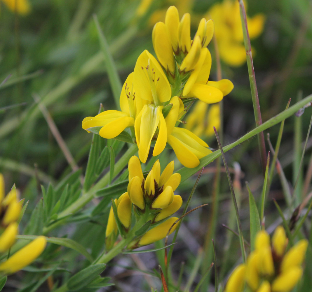 Изображение особи Genista patula.