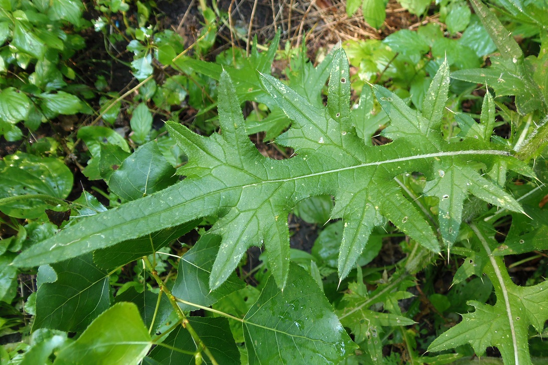 Изображение особи Cirsium vulgare.