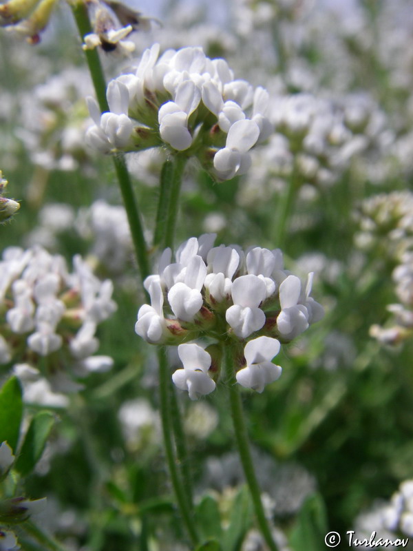 Изображение особи Dorycnium herbaceum.