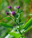 Sphaeranthus strobilifer. Верхушка цветущего растения. Астраханская обл., Володарский р-н, окр. с. Ямное, ООПТ \"Бугор Змеиный\", пойменный луг. 20.07.2013.