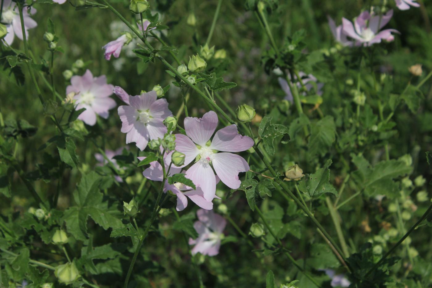 Image of Malva thuringiaca specimen.