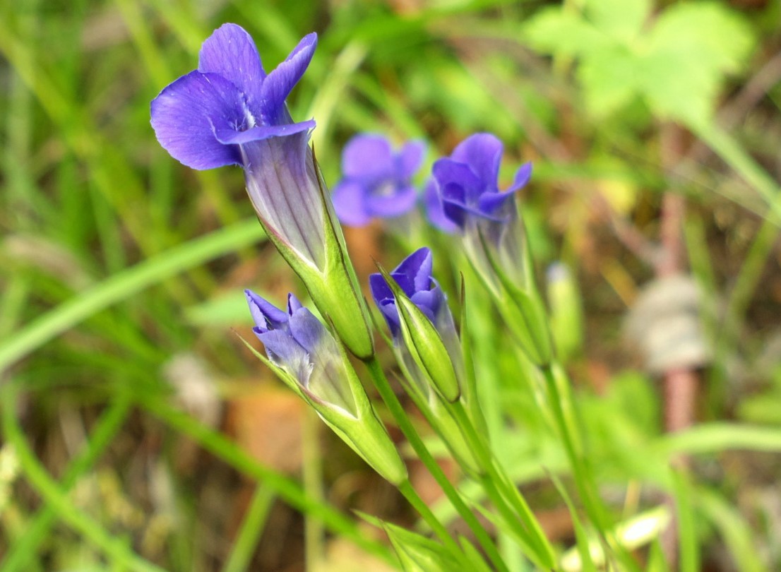 Изображение особи Gentianopsis barbata.