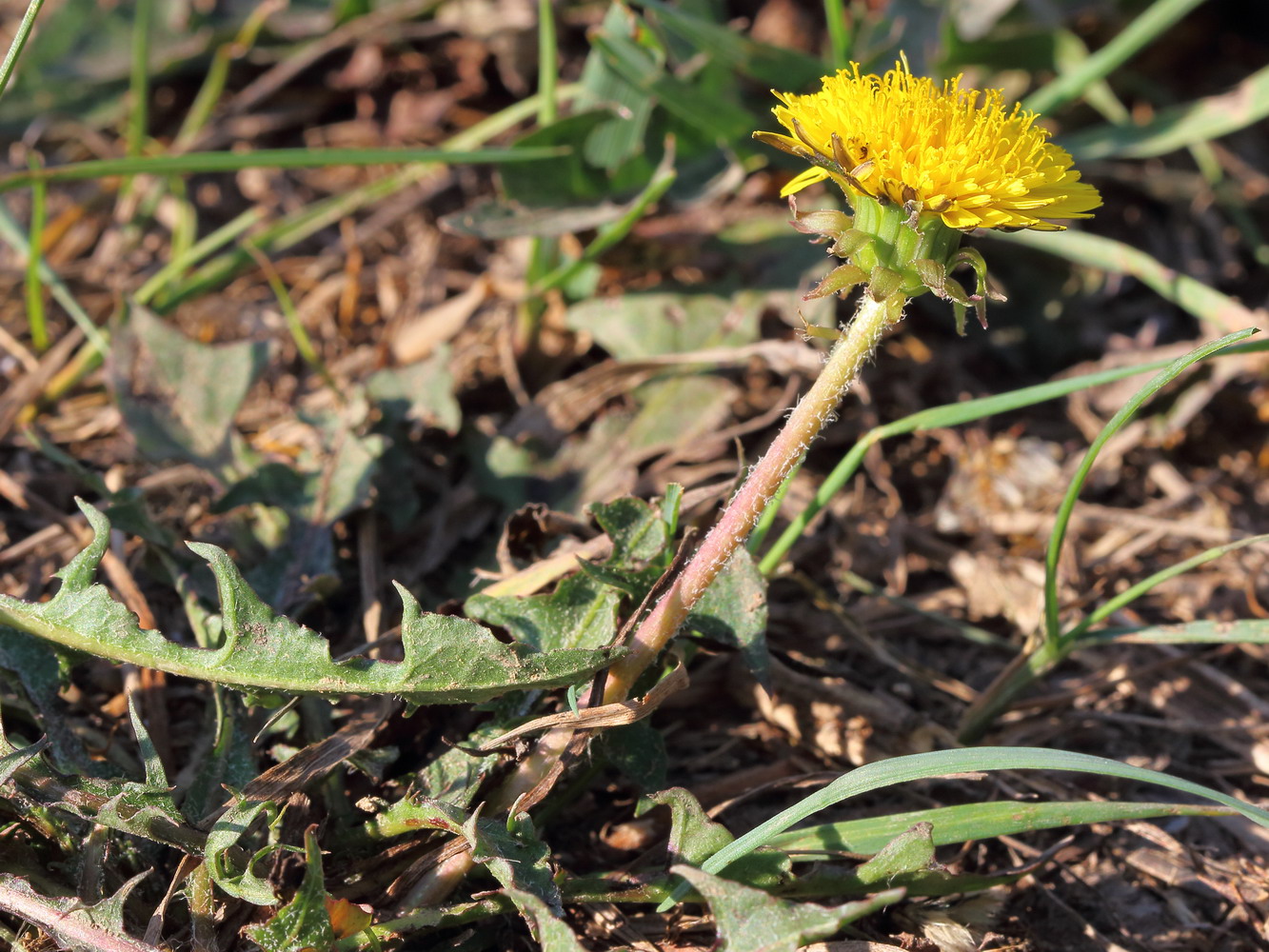 Изображение особи род Taraxacum.