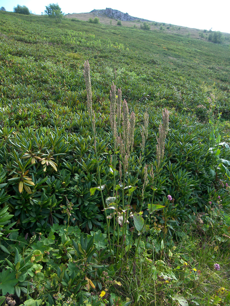 Image of Rumex arifolius specimen.