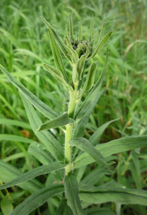 Image of Hieracium umbellatum specimen.