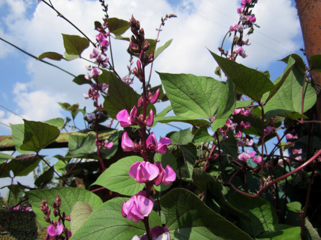 Изображение особи Dolichos purpureus.