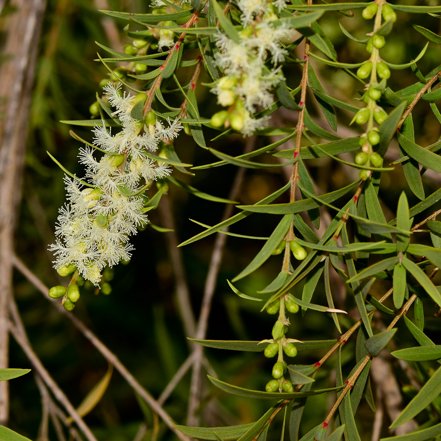 Image of Melaleuca linariifolia specimen.