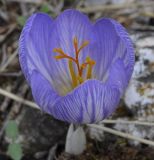 Crocus cancellatus ssp. mazziaricus