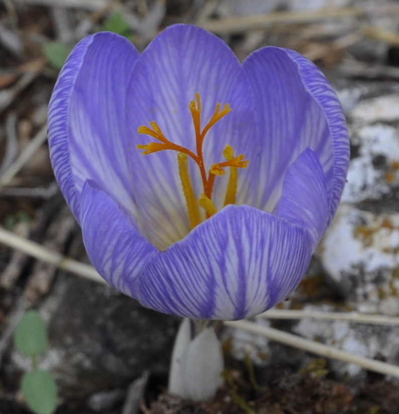 Изображение особи Crocus cancellatus ssp. mazziaricus.