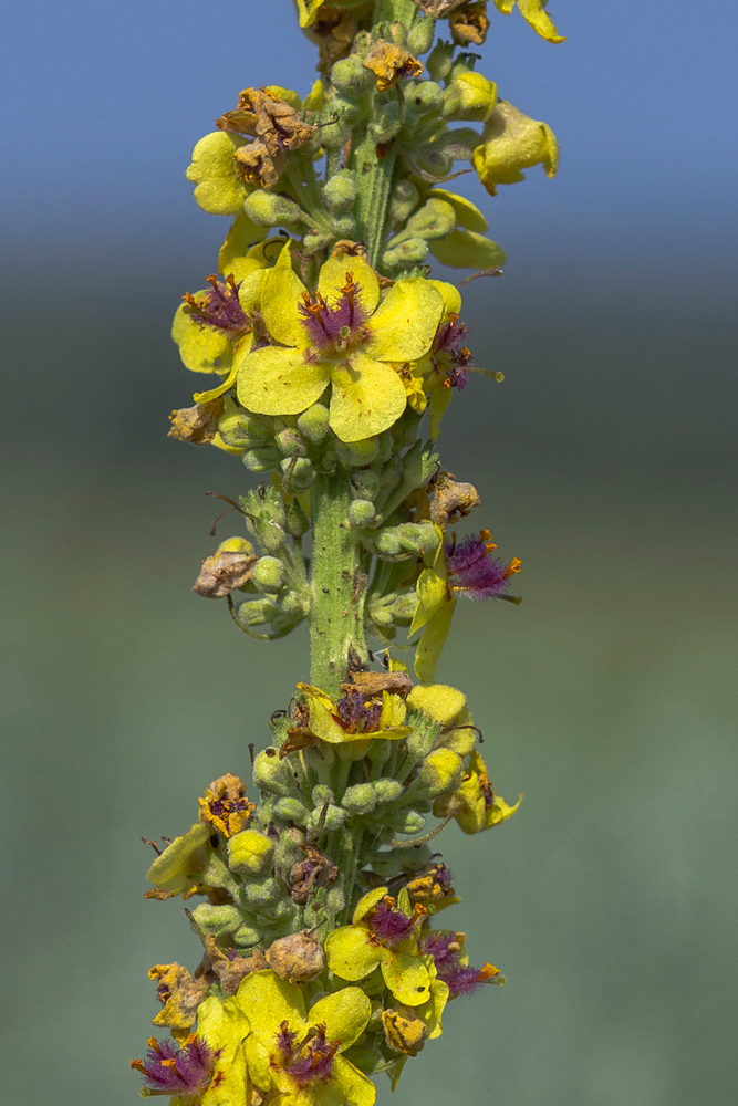 Image of Verbascum marschallianum specimen.