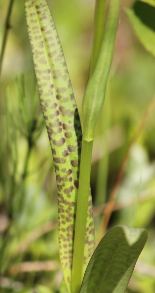 Image of Dactylorhiza baltica specimen.