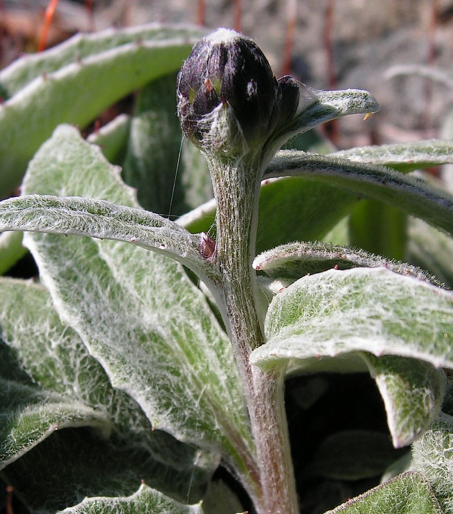 Image of Saussurea kitamurana specimen.