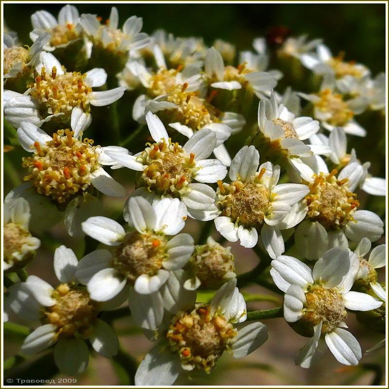 Image of Achillea cartilaginea specimen.