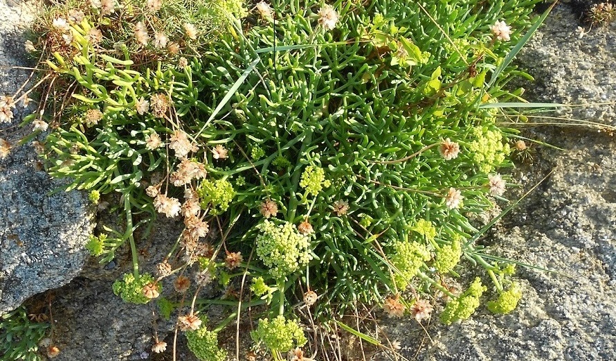 Изображение особи Crithmum maritimum.