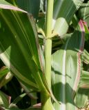 Zea mays
