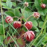 Fragaria viridis