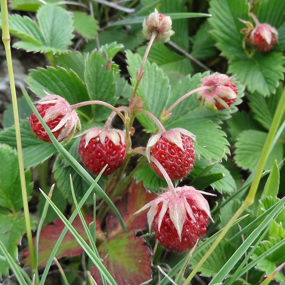 Изображение особи Fragaria viridis.