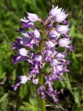 Orchis militaris