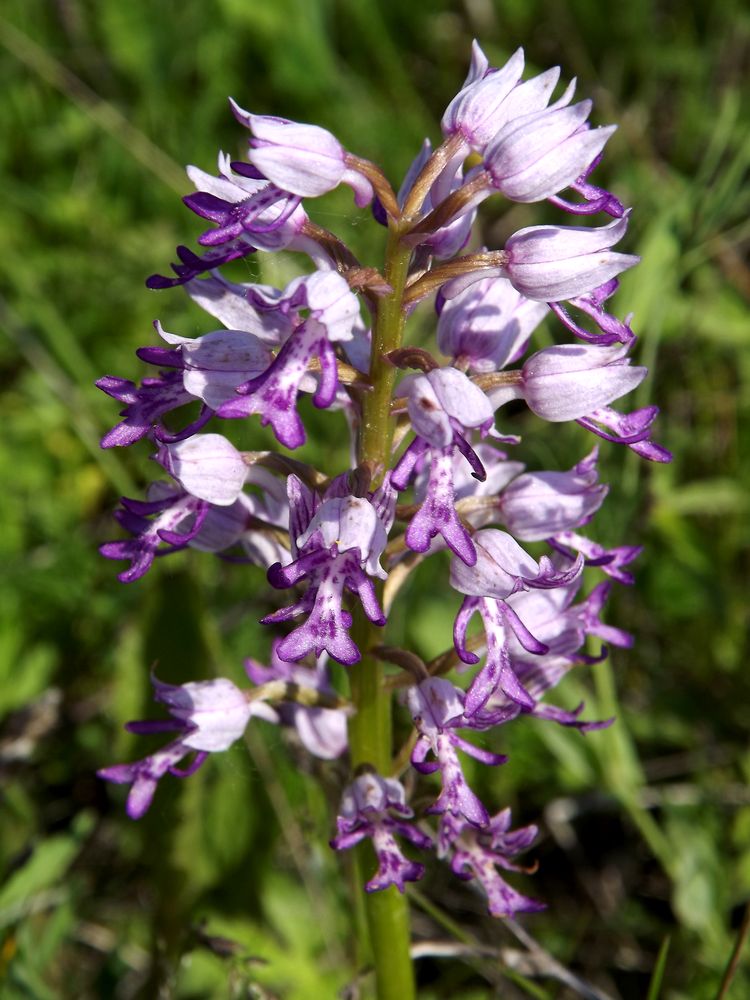 Изображение особи Orchis militaris.