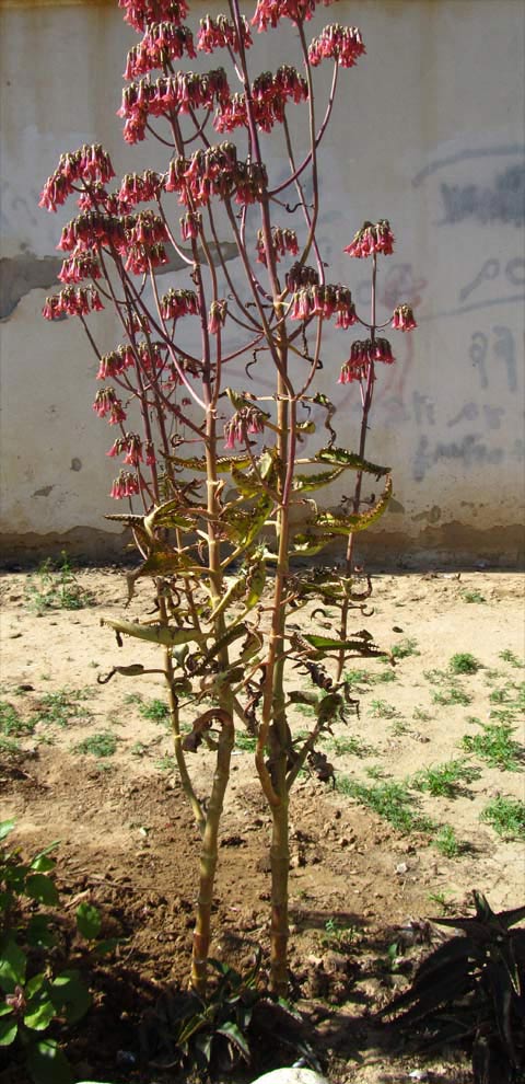 Изображение особи Kalanchoe daigremontiana.