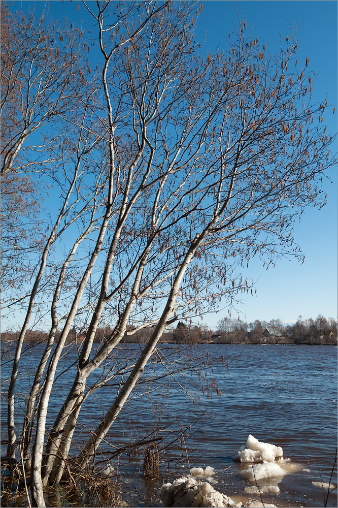 Image of Alnus incana specimen.