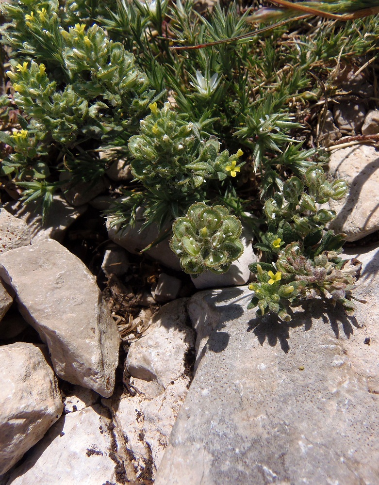 Image of genus Alyssum specimen.