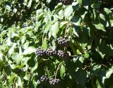 Hedera helix