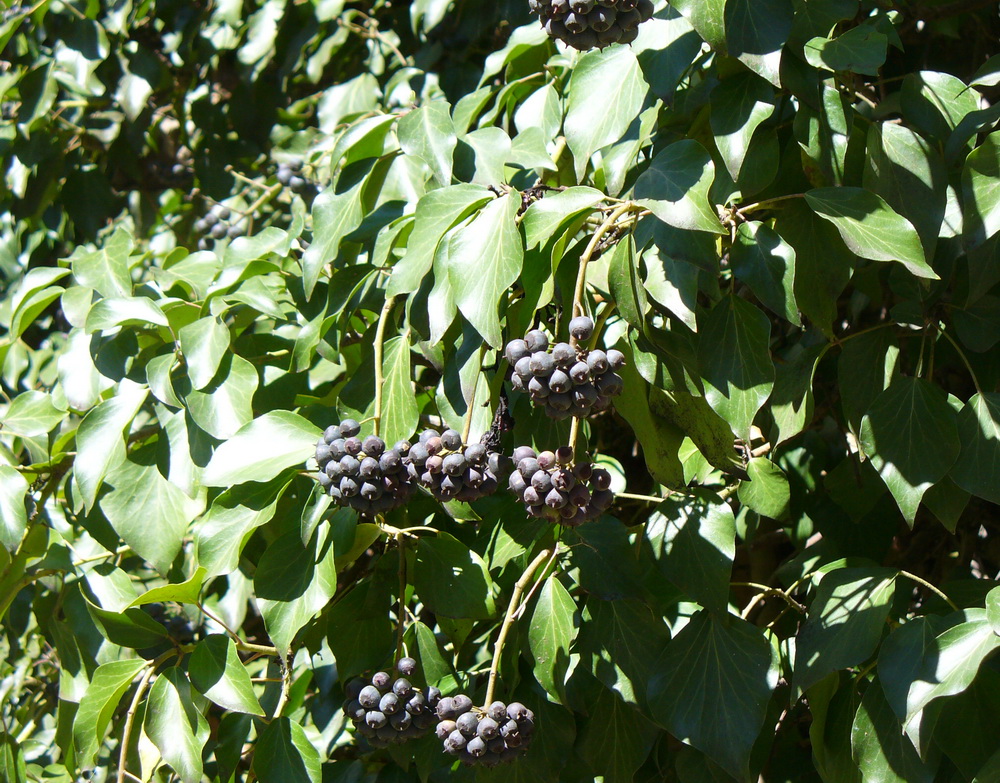 Image of Hedera helix specimen.