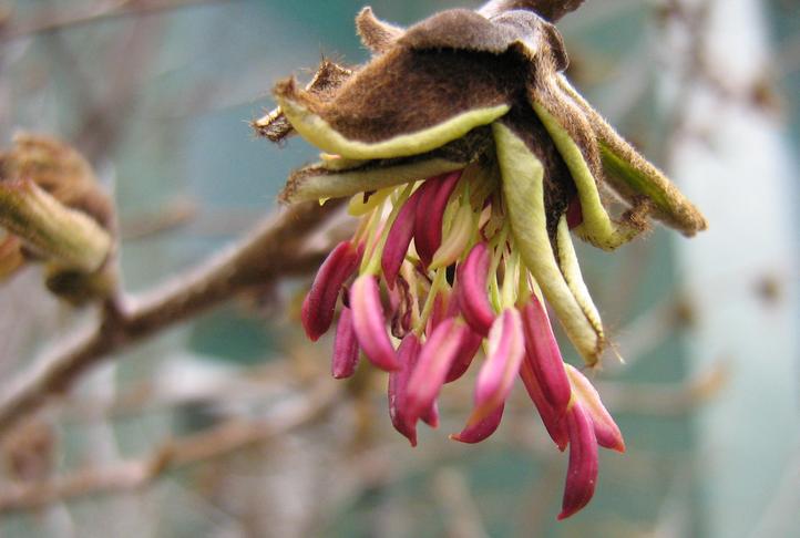 Изображение особи Parrotia persica.