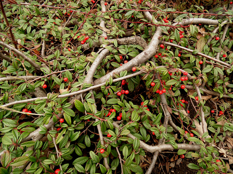 Изображение особи род Cotoneaster.