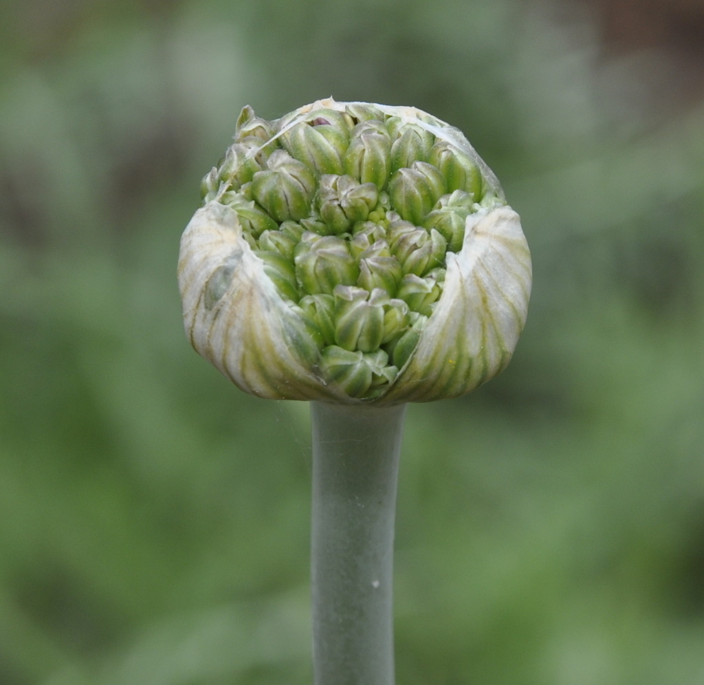 Image of Allium cyrilli specimen.