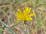 Launaea arborescens. Соцветие. Испания, Андалузия, провинция Альмерия, национальный парк Cabo de Gata. 20.12.2009.