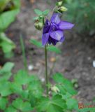 Aquilegia vulgaris