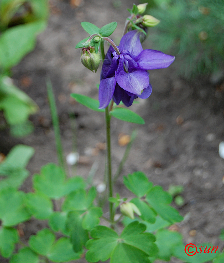 Image of Aquilegia vulgaris specimen.