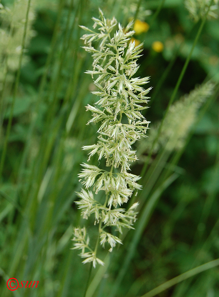 Image of Koeleria macrantha specimen.