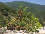 Juniperus foetidissima. Молодое растение. Краснодарский край, м/о г. Новороссийск, гора Большой Маркотх. 17.05.2014.
