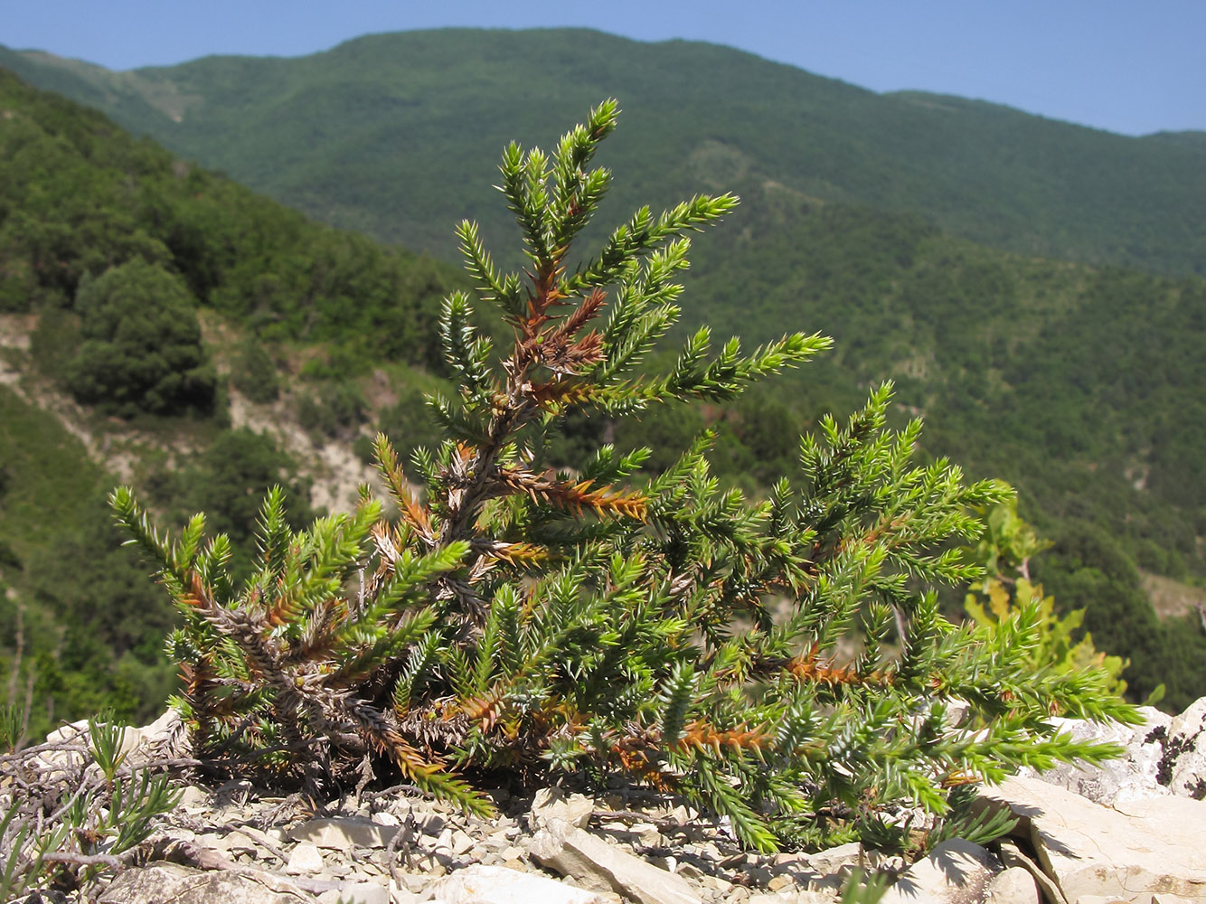 Изображение особи Juniperus foetidissima.