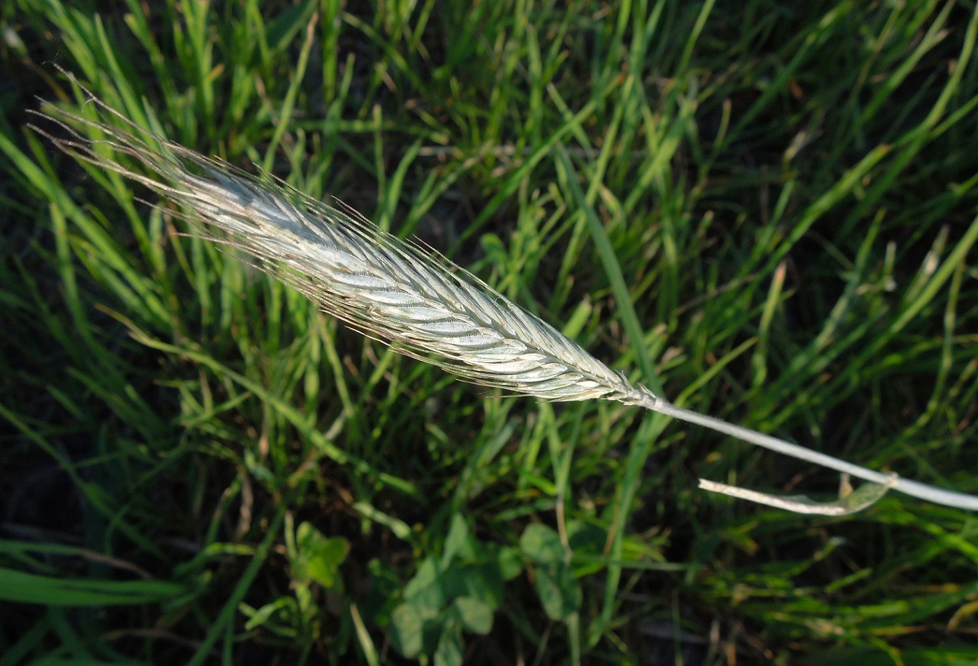 Image of Secale cereale specimen.