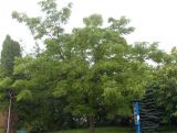 Phellodendron amurense. Взрослое плодоносящее дерево. Украина, Львовская обл., Дрогобычский р-н, г. Трускавец, в культуре. 15.06.2014.