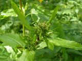 Rumex obtusifolius