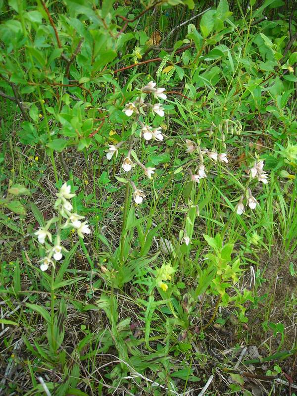 Изображение особи Epipactis palustris.