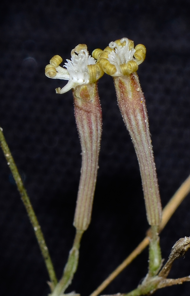 Изображение особи Silene linearis.