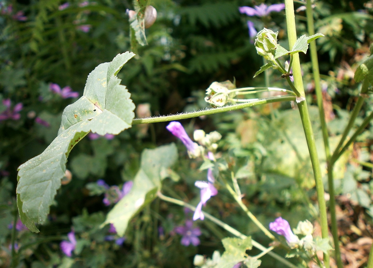 Image of Malva erecta specimen.