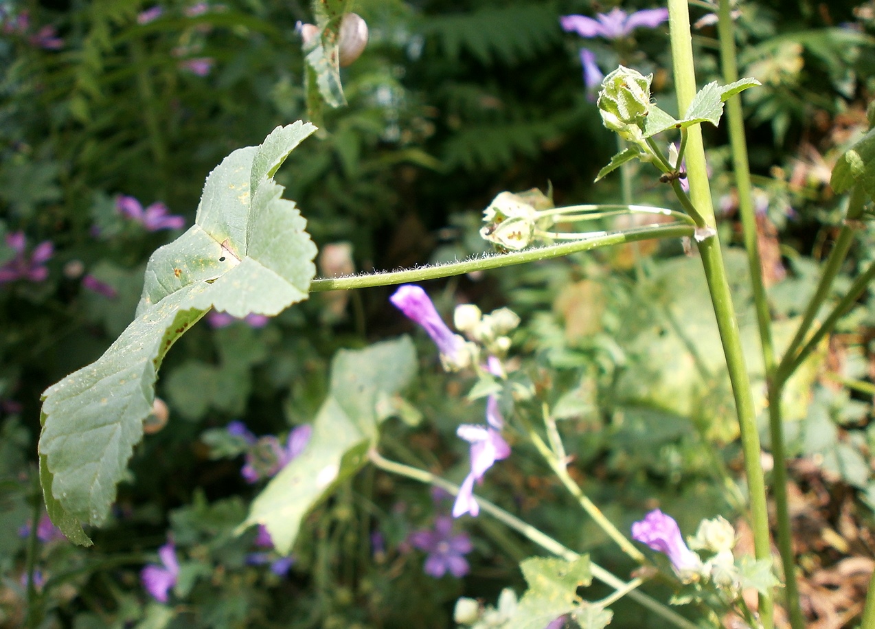 Изображение особи Malva erecta.