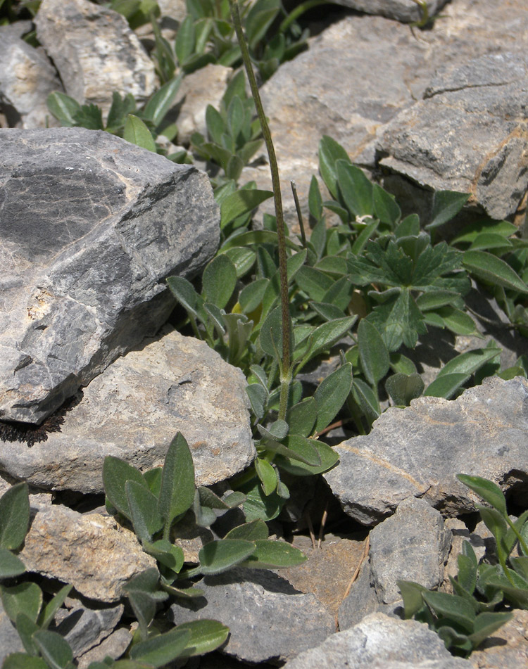 Image of Valeriana jelenevskyi specimen.