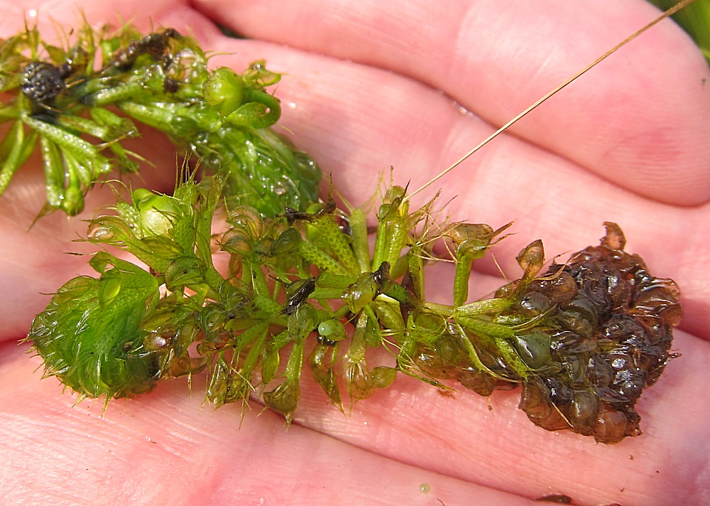 Image of Aldrovanda vesiculosa specimen.