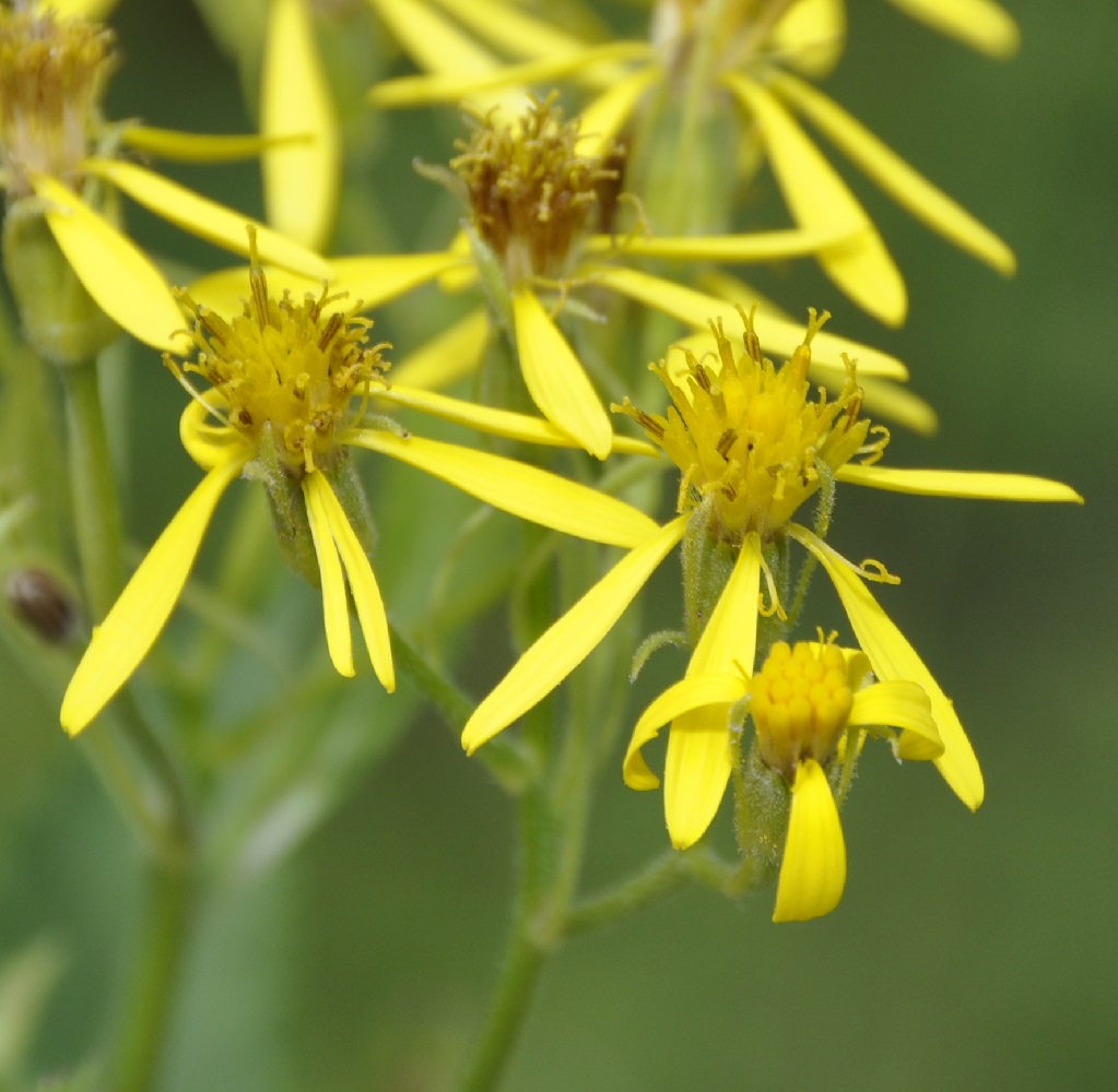 Изображение особи Senecio hercynicus ssp. dalmaticus.