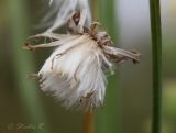 Sonchus arvensis. Соплодие. Молдова, Криулянский р-н, окр. с. Слободзея-Дужка, пойма р. Днестр. 17.08.2014.