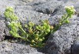 Cochlearia officinalis