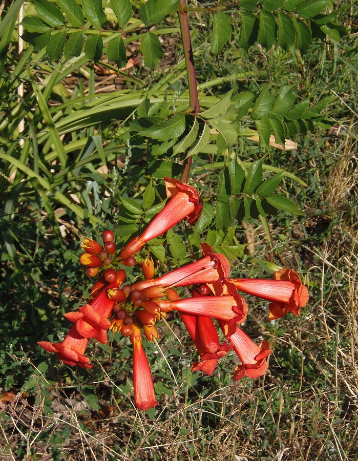 Изображение особи Campsis radicans.